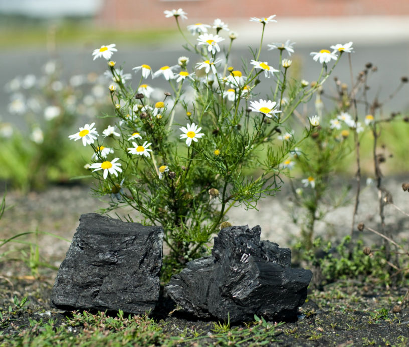 Weiß-gelbe Blumen auf Asphalt